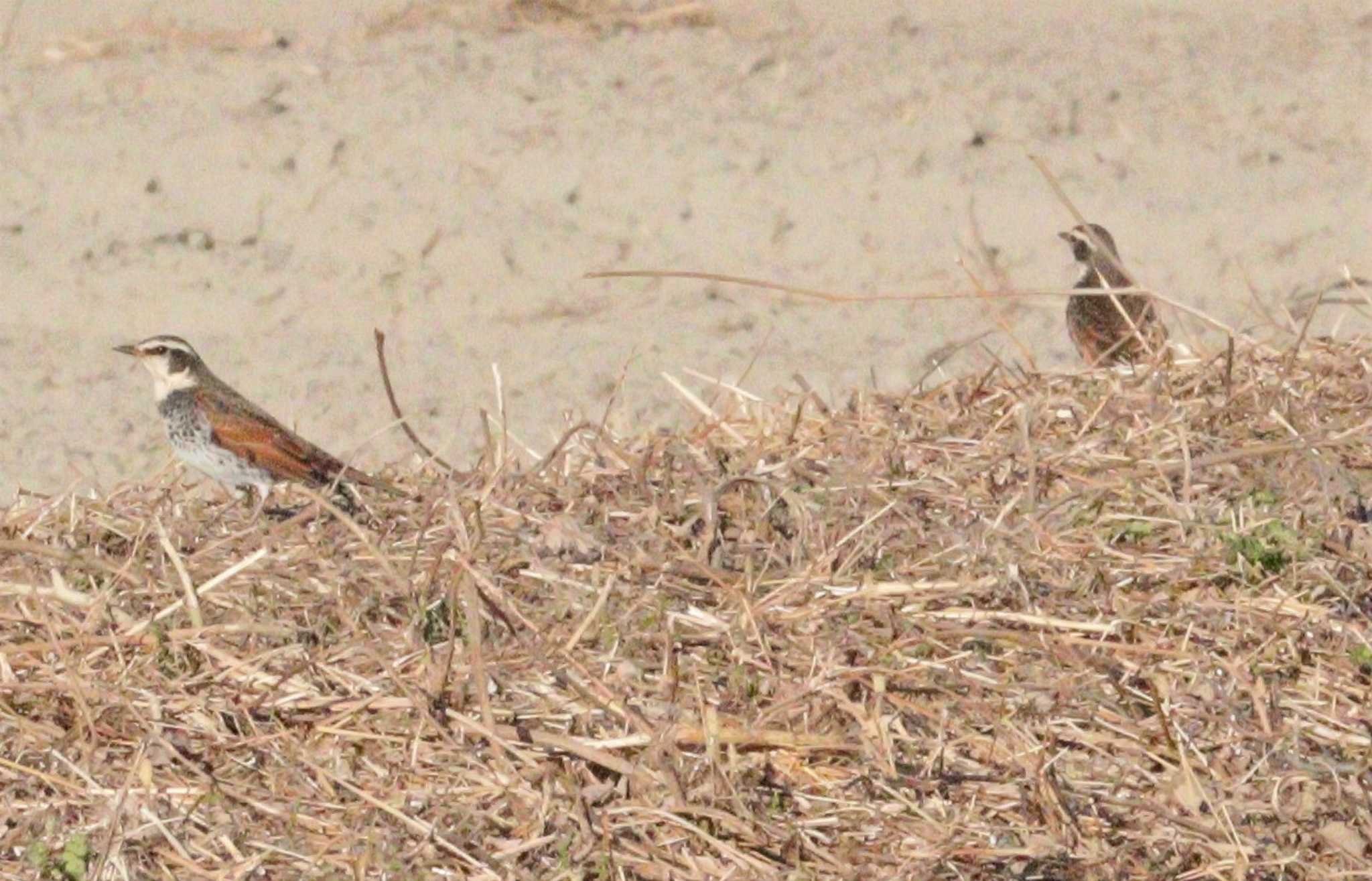 Dusky Thrush