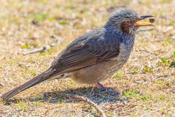 ヒヨドリ 石ケ谷公園 2023年2月27日(月)