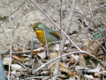 Red-billed Leiothrix Mt. Takao Sun, 1/22/2023