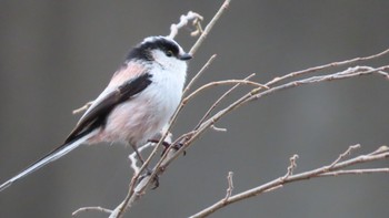 Long-tailed Tit 帷子川 Tue, 3/21/2023