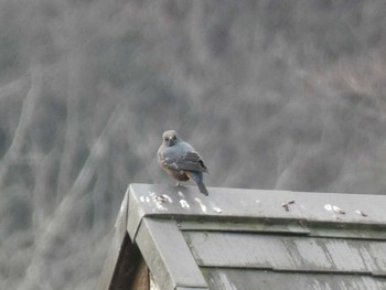 Blue Rock Thrush 高尾山口駅 Sun, 1/22/2023