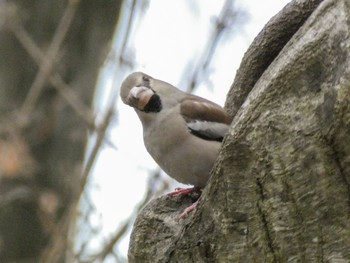 シメ 富士森公園(八王子市) 2023年1月23日(月)