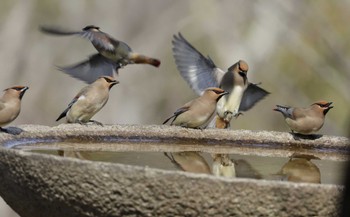 Japanese Waxwing 和歌山城公園 Wed, 3/8/2023