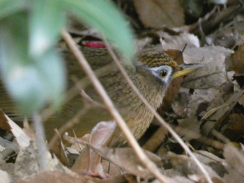 Chinese Hwamei 富士森公園(八王子市) Fri, 1/27/2023