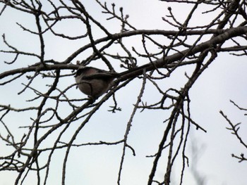 Long-tailed Tit 富士森公園(八王子市) Fri, 1/27/2023