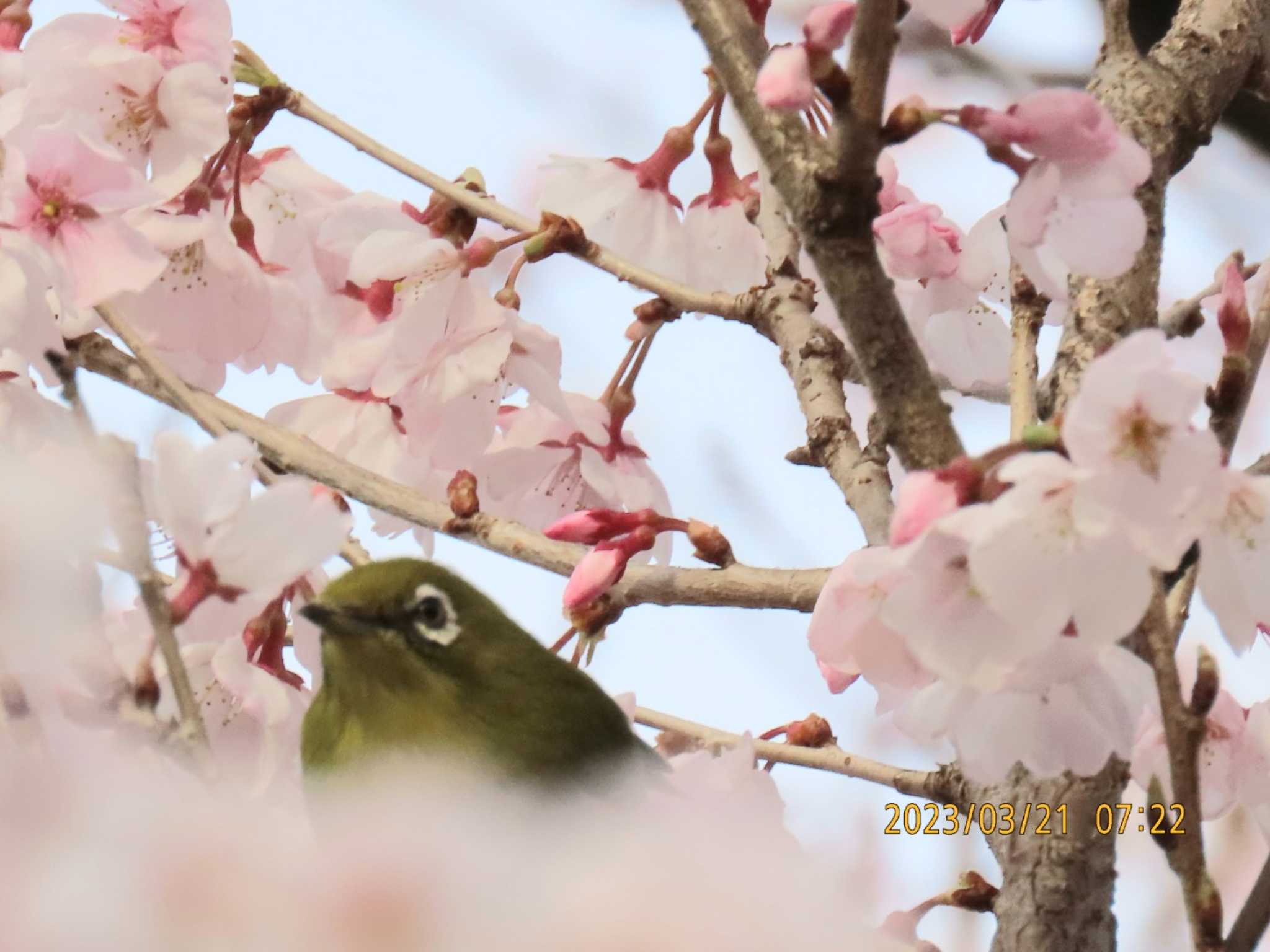 木場公園(江東区) メジロの写真 by しろくま