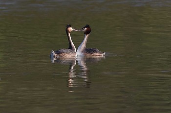 Great Crested Grebe 愛知県 Sun, 3/19/2023