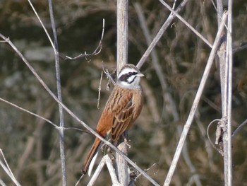 Meadow Bunting 小田野中央公園 Wed, 2/1/2023