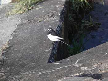 Japanese Wagtail 小田野中央公園 Wed, 2/1/2023