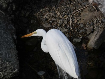 Great Egret 小田野中央公園 Wed, 2/1/2023