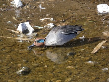 Eurasian Teal 小田野中央公園 Wed, 2/1/2023