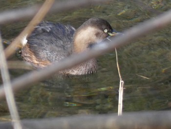 カイツブリ 小田野中央公園 2023年2月1日(水)