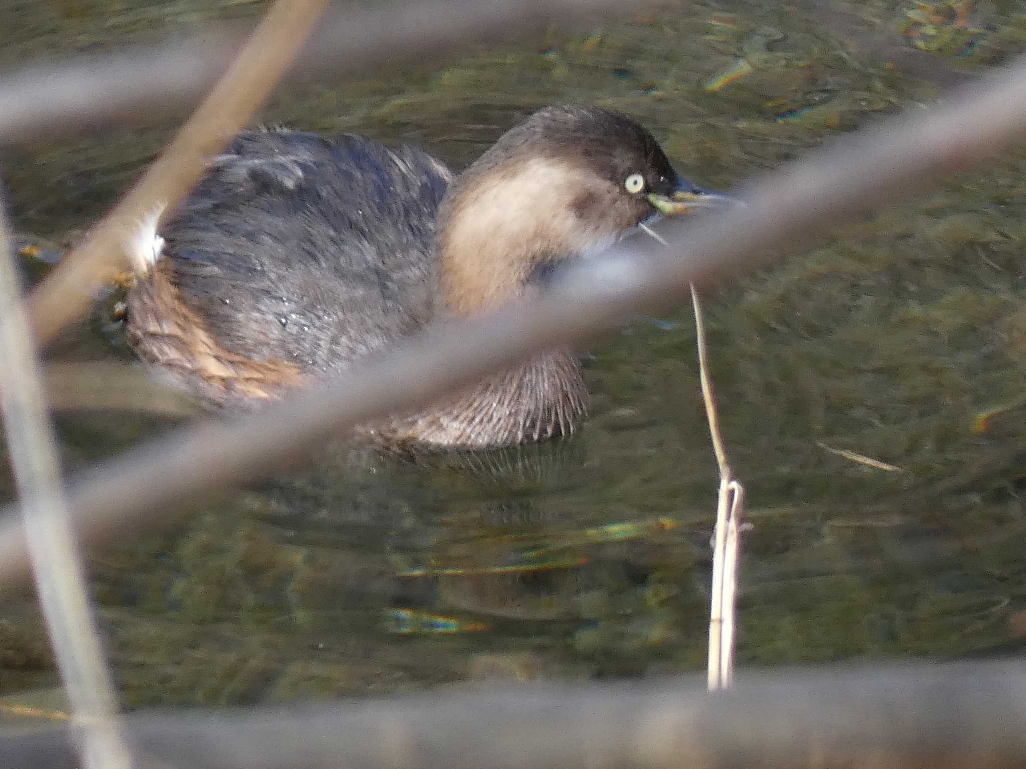 カイツブリ