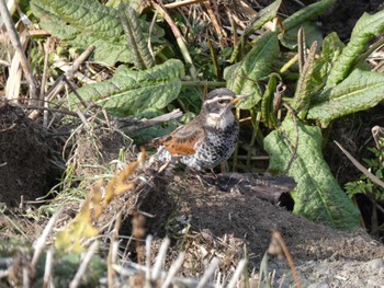 Dusky Thrush 小田野中央公園 Wed, 2/1/2023