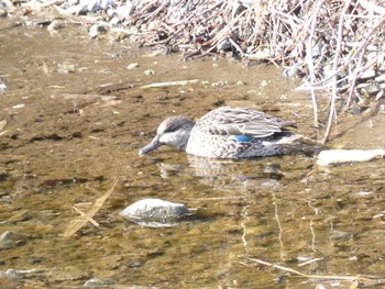 Eurasian Teal 小田野中央公園 Wed, 2/1/2023