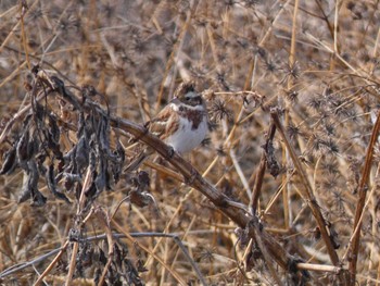 Rustic Bunting 小田野中央公園 Wed, 2/1/2023