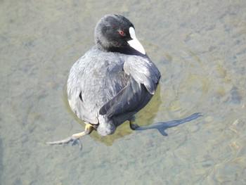 オオバン 小田野中央公園 2023年2月1日(水)