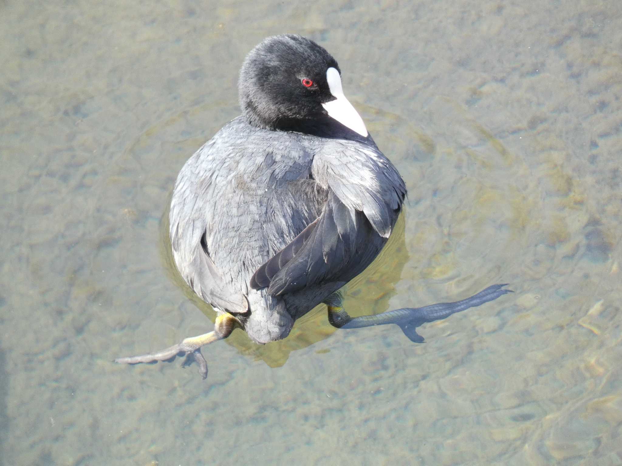 小田野中央公園 オオバンの写真 by とりべえす