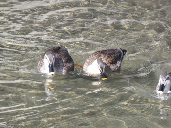 2023年2月1日(水) 小田野中央公園の野鳥観察記録