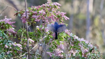 Red-flanked Bluetail 箕面山 Tue, 3/21/2023