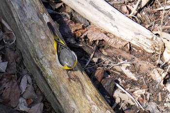 Grey Wagtail Hayatogawa Forest Road Mon, 3/20/2023