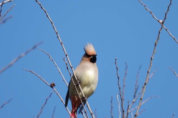 2023年3月19日(日) 木場公園(江東区)の野鳥観察記録