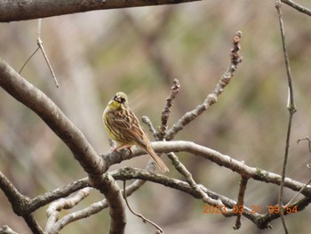 Masked Bunting 月見の森(岐阜県) Tue, 3/21/2023