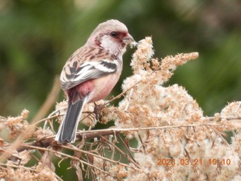 Siberian Long-tailed Rosefinch 月見の森(岐阜県) Tue, 3/21/2023