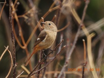 Daurian Redstart 月見の森(岐阜県) Tue, 3/21/2023