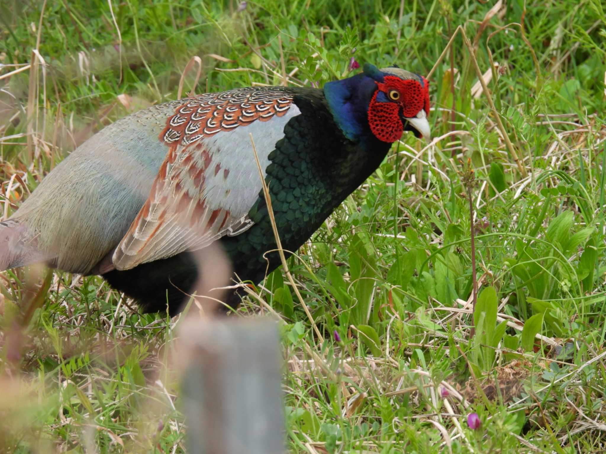 Photo of Green Pheasant at 地元 by カズー