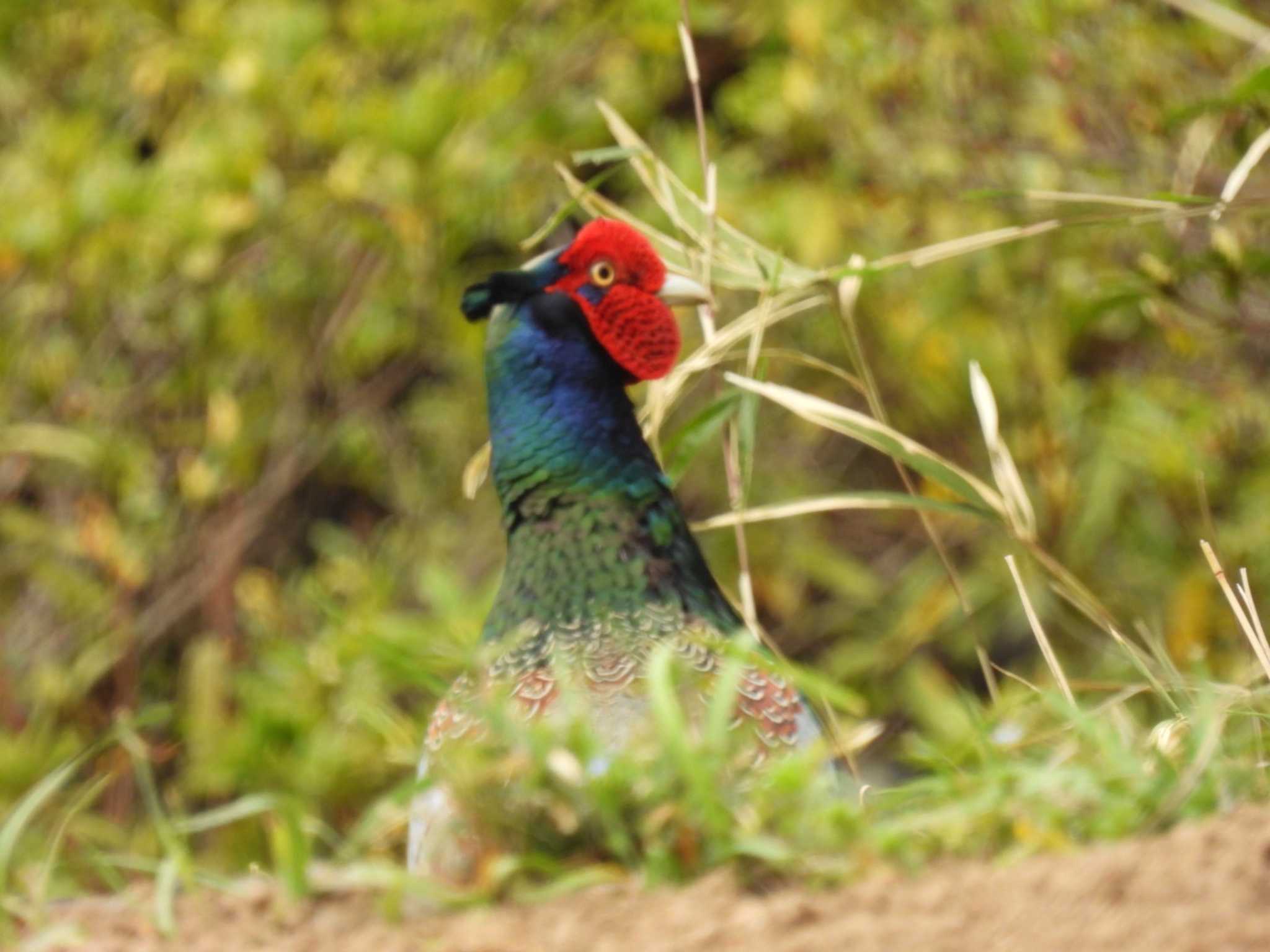 Photo of Green Pheasant at 地元 by カズー