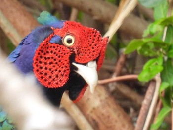 2023年3月21日(火) 地元の野鳥観察記録