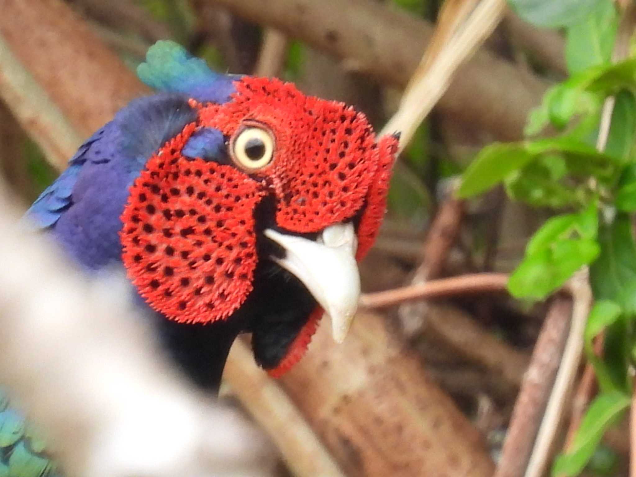 Photo of Green Pheasant at 地元 by カズー