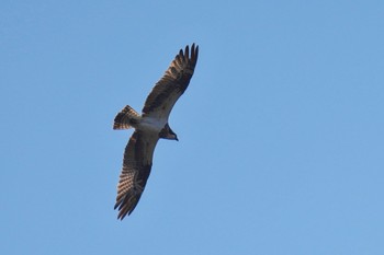 Osprey Hayatogawa Forest Road Mon, 3/20/2023