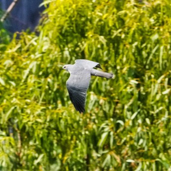 2023年3月21日(火) Pattaya, Chonburi, Thailandの野鳥観察記録