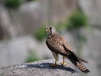 Common Kestrel Osaka castle park Sat, 5/12/2018