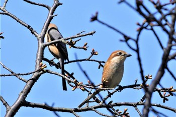 Bull-headed Shrike 山田池公園 Mon, 3/20/2023