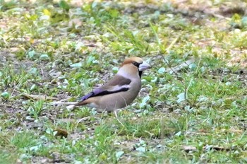 Hawfinch 山田池公園 Mon, 3/20/2023