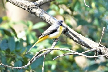 Grey Wagtail 山田池公園 Mon, 3/20/2023