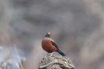 Chestnut Thrush 中国河南省 Mon, 12/31/2018