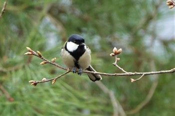 シジュウカラ りょうぶの道(滋賀県草津市) 2023年3月18日(土)