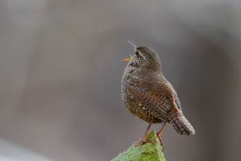 Eurasian Wren 日向渓谷 Sun, 3/19/2023