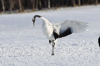 2023年1月29日(日) 鶴居村の野鳥観察記録