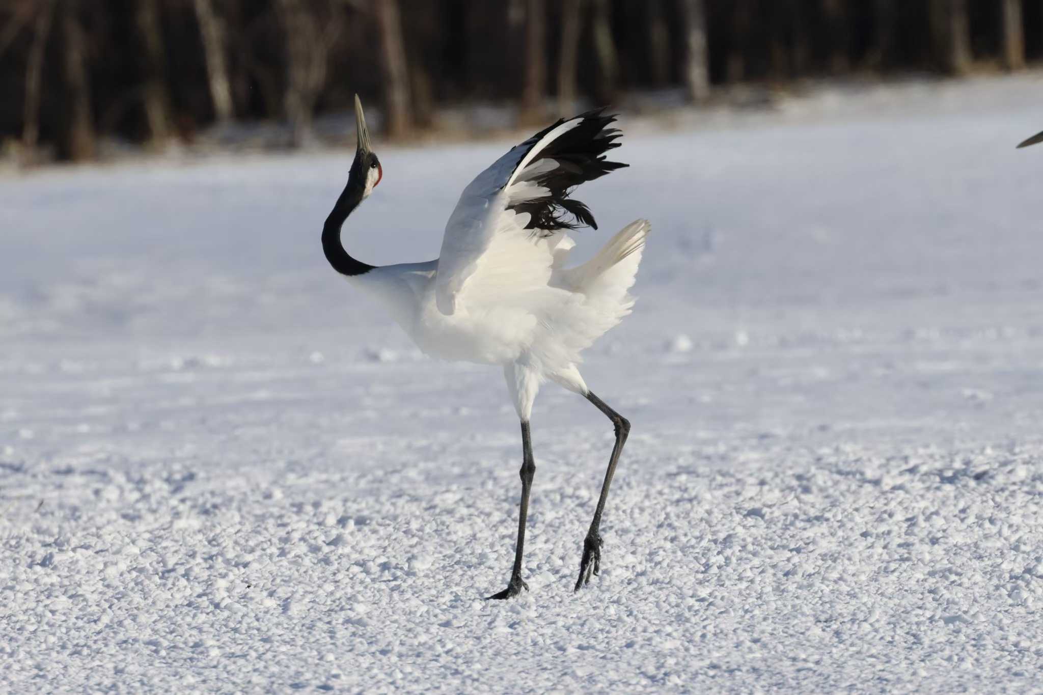 タンチョウ