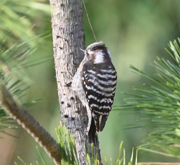 Japanese Pygmy Woodpecker 横浜市金沢区長浜公園 Wed, 3/15/2023