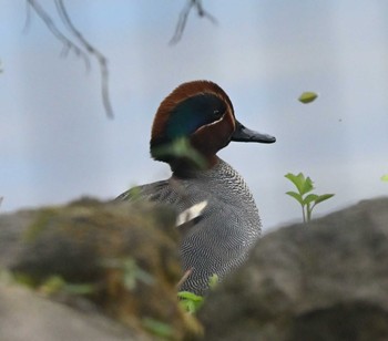 Eurasian Teal 横浜市金沢区長浜公園 Wed, 3/15/2023