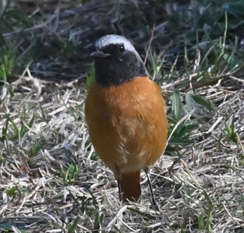 Daurian Redstart 横浜市金沢区長浜公園 Wed, 3/15/2023