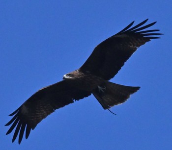 Black Kite 横浜市金沢区長浜公園 Wed, 3/15/2023