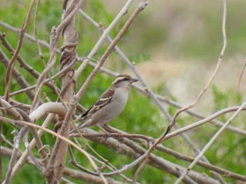 Russet Sparrow 天白川 Sat, 1/13/2024