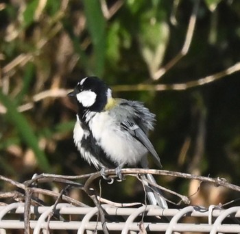 Japanese Tit 横浜市金沢区長浜公園 Mon, 3/20/2023